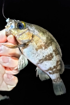 メバルの釣果