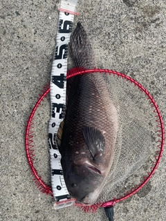 コブダイの釣果