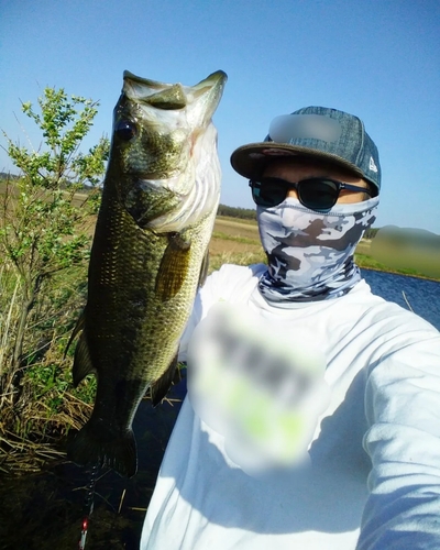 ブラックバスの釣果