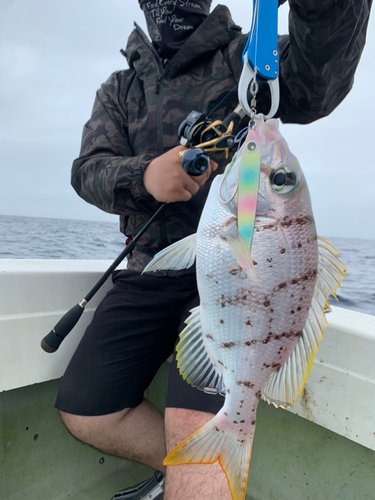 シロダイの釣果