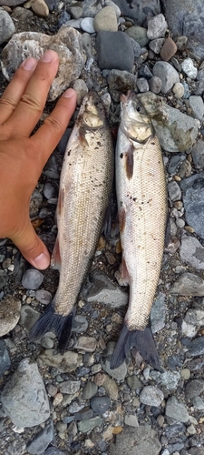 ウグイの釣果