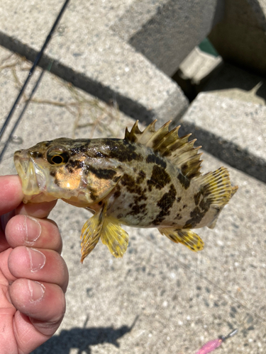 タケノコメバルの釣果