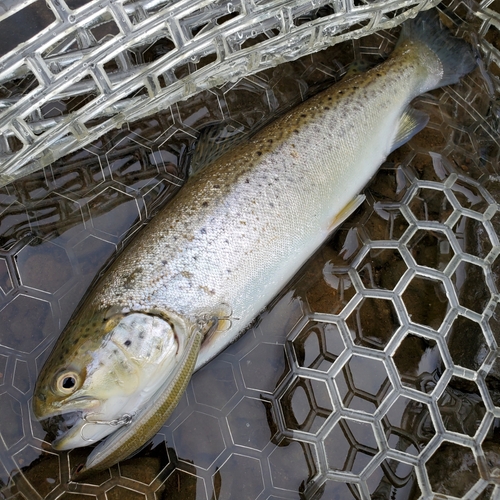 ブラウントラウトの釣果