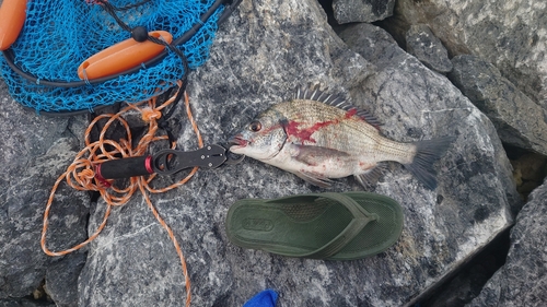 ミナミクロダイの釣果