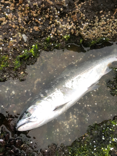 サクラマスの釣果