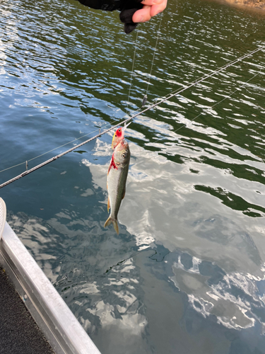 ハスの釣果