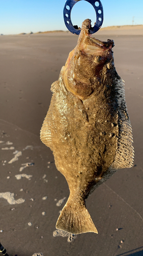 ヒラメの釣果