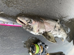 アメマスの釣果