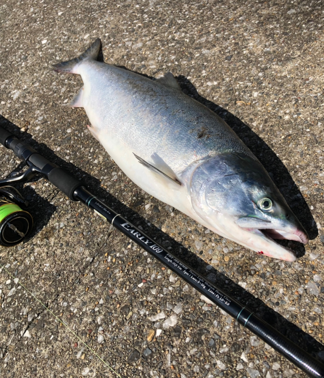 北の大地で釣り三昧 さんの 2021年08月12日のカラフトマスの釣り・釣果情報(北海道 - 道北地方) - アングラーズ |  釣果600万件の魚釣り情報サイト