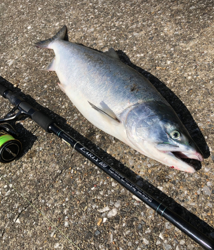 カラフトマスの釣果