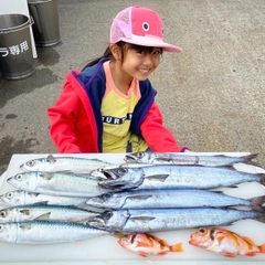 クロシビカマスの釣果