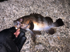 メバルの釣果