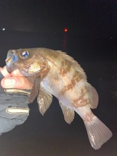 シロメバルの釣果