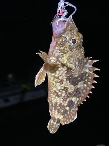 アラカブの釣果