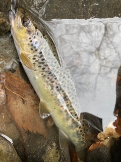 ブラウントラウトの釣果