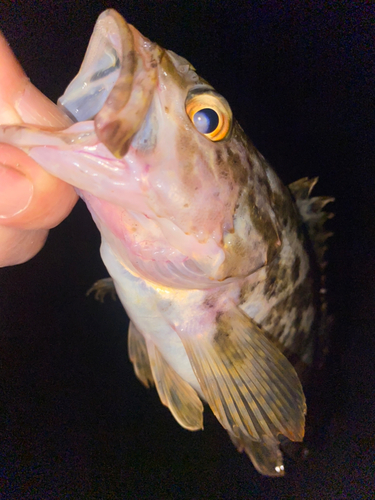 タケノコメバルの釣果