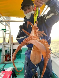 マダコの釣果