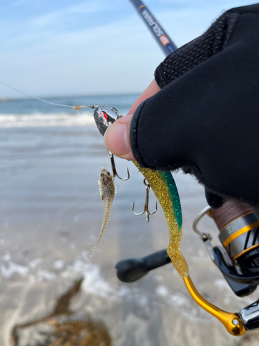 マゴチの釣果