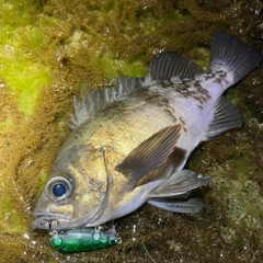 クロメバルの釣果