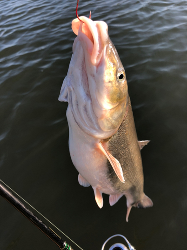 ウグイの釣果