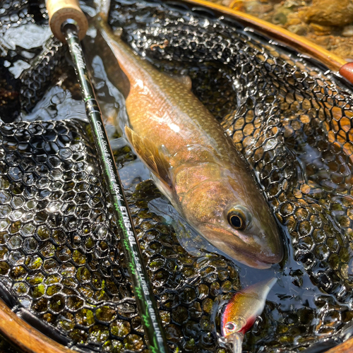 イワナの釣果