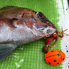 タイの釣果