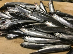 カタクチイワシの釣果