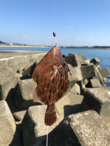 カワハギの釣果