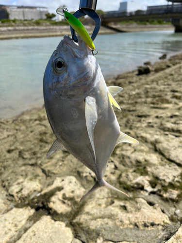 ギンガメアジの釣果