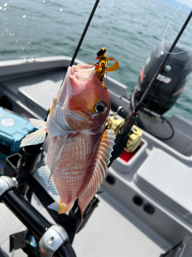 アマダイの釣果