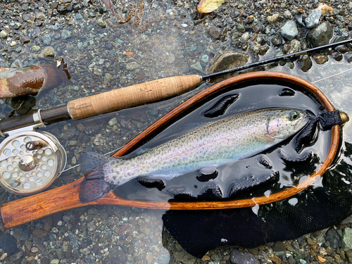 ニジマスの釣果