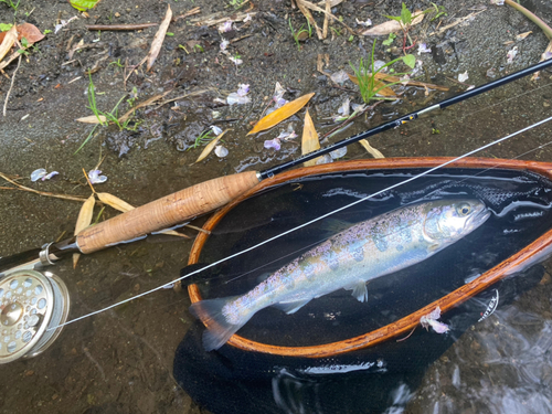 ヤマメの釣果