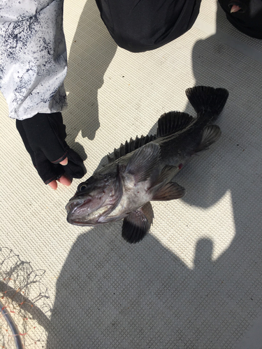 クロソイの釣果