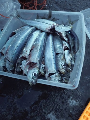 イワシの釣果