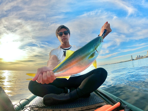 イナダの釣果