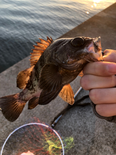 メバルの釣果