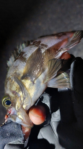 キビレの釣果