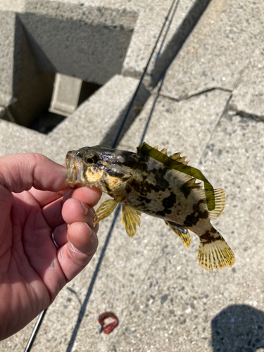 タケノコメバルの釣果