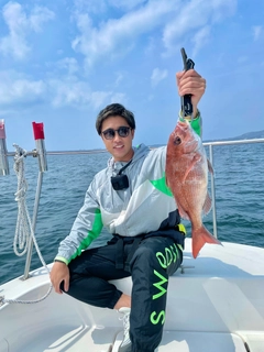 マダイの釣果