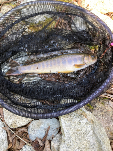 イワナの釣果