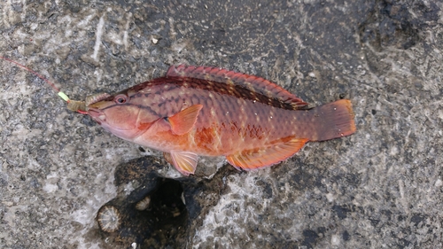 アカササノハベラの釣果