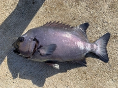 イシダイの釣果