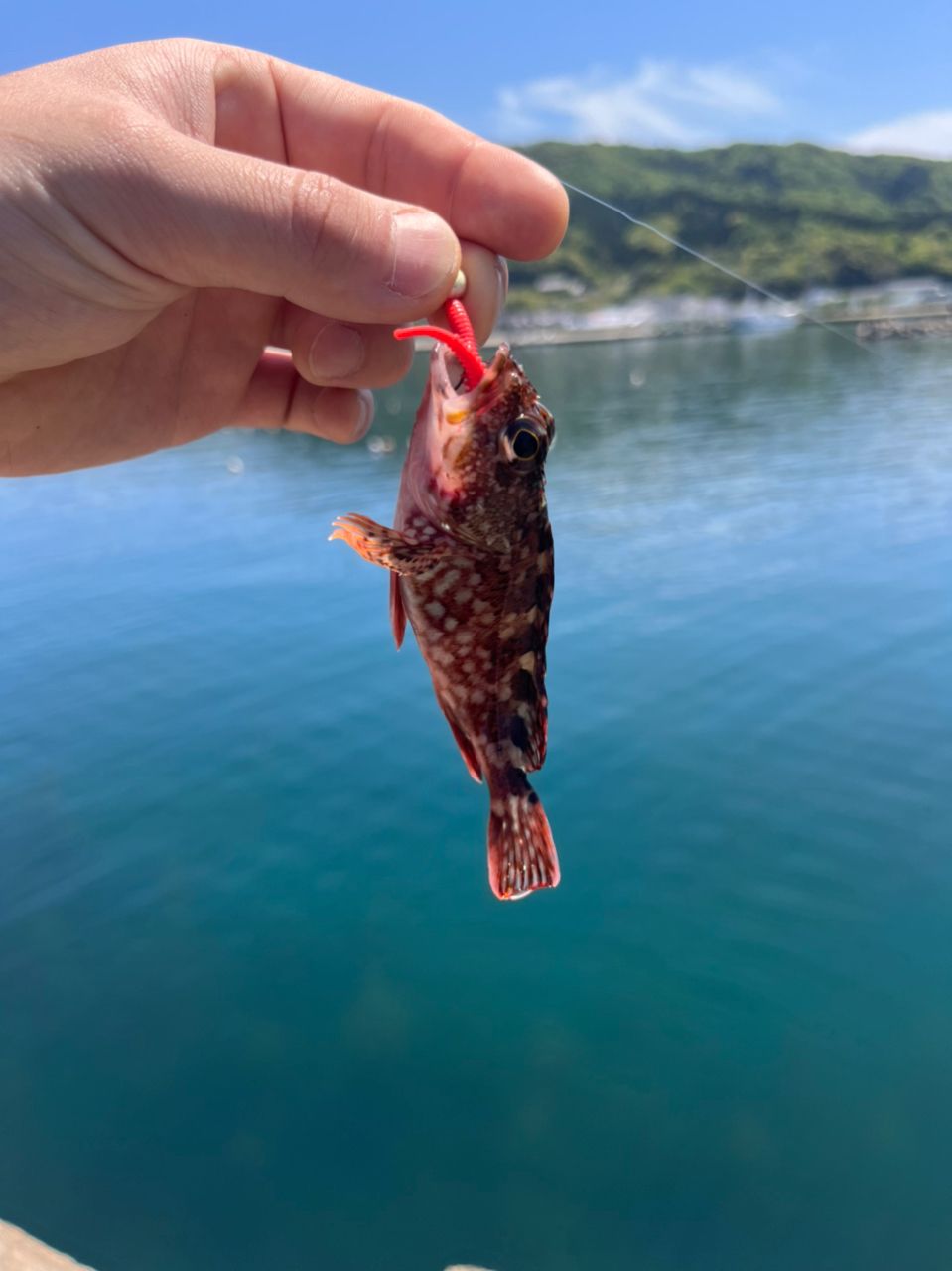 ガシラ