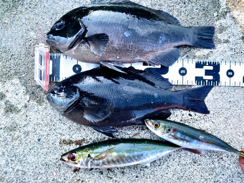 クチブトグレの釣果