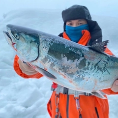 ウミサクラの釣果