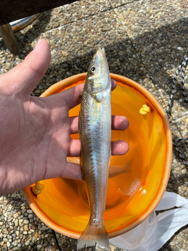 シロギスの釣果