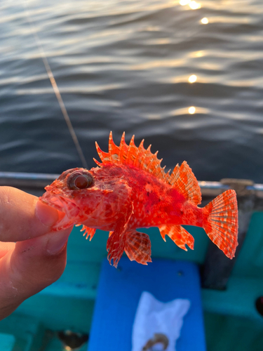 アカハタの釣果