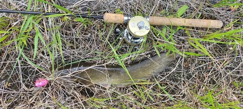 ニホンナマズの釣果