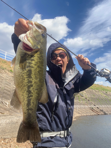 ラージマウスバスの釣果