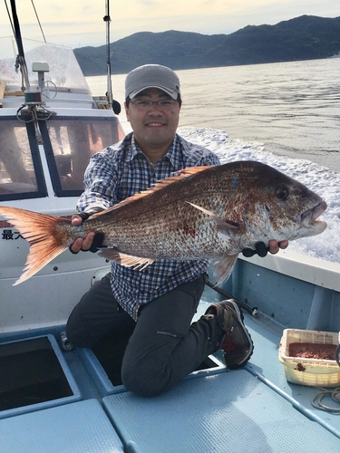 マダイの釣果